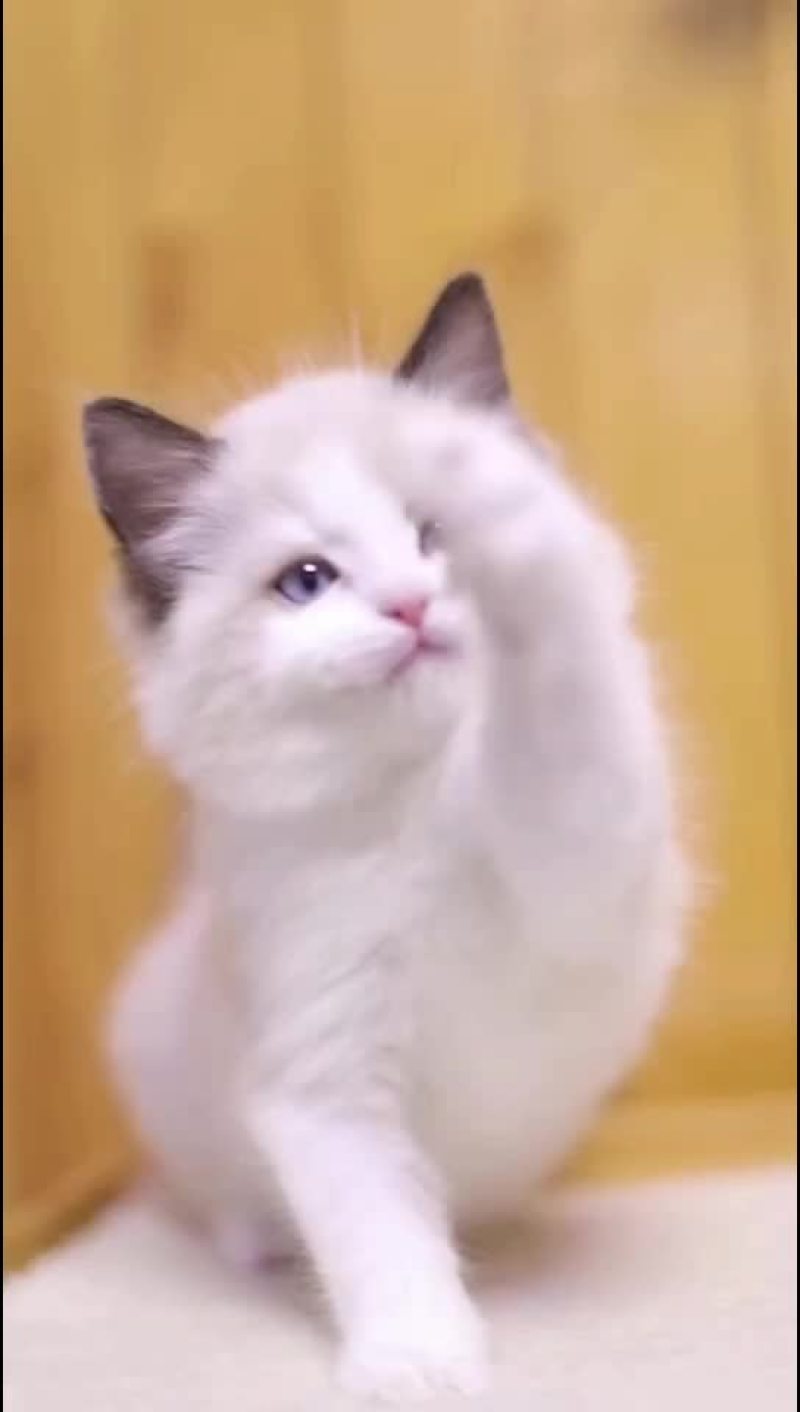 宠物猫品种齐全大小都有质量保障全国空运大小猫都有