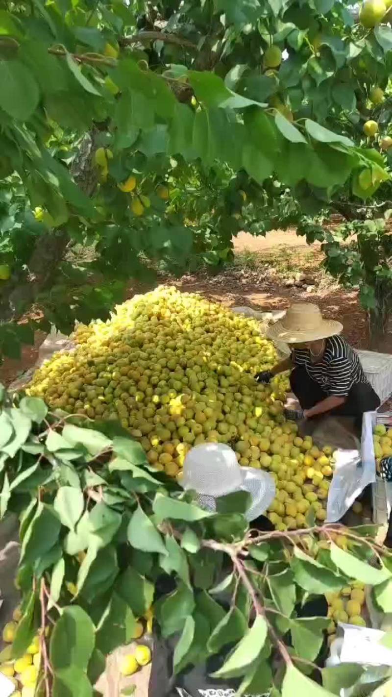 凯特杏大量供应