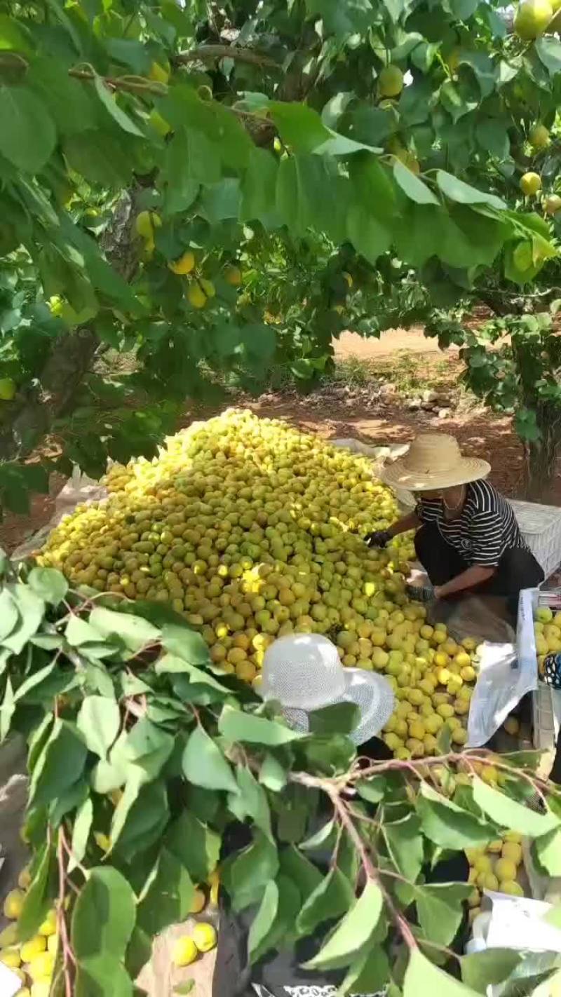 凯特杏大量供应