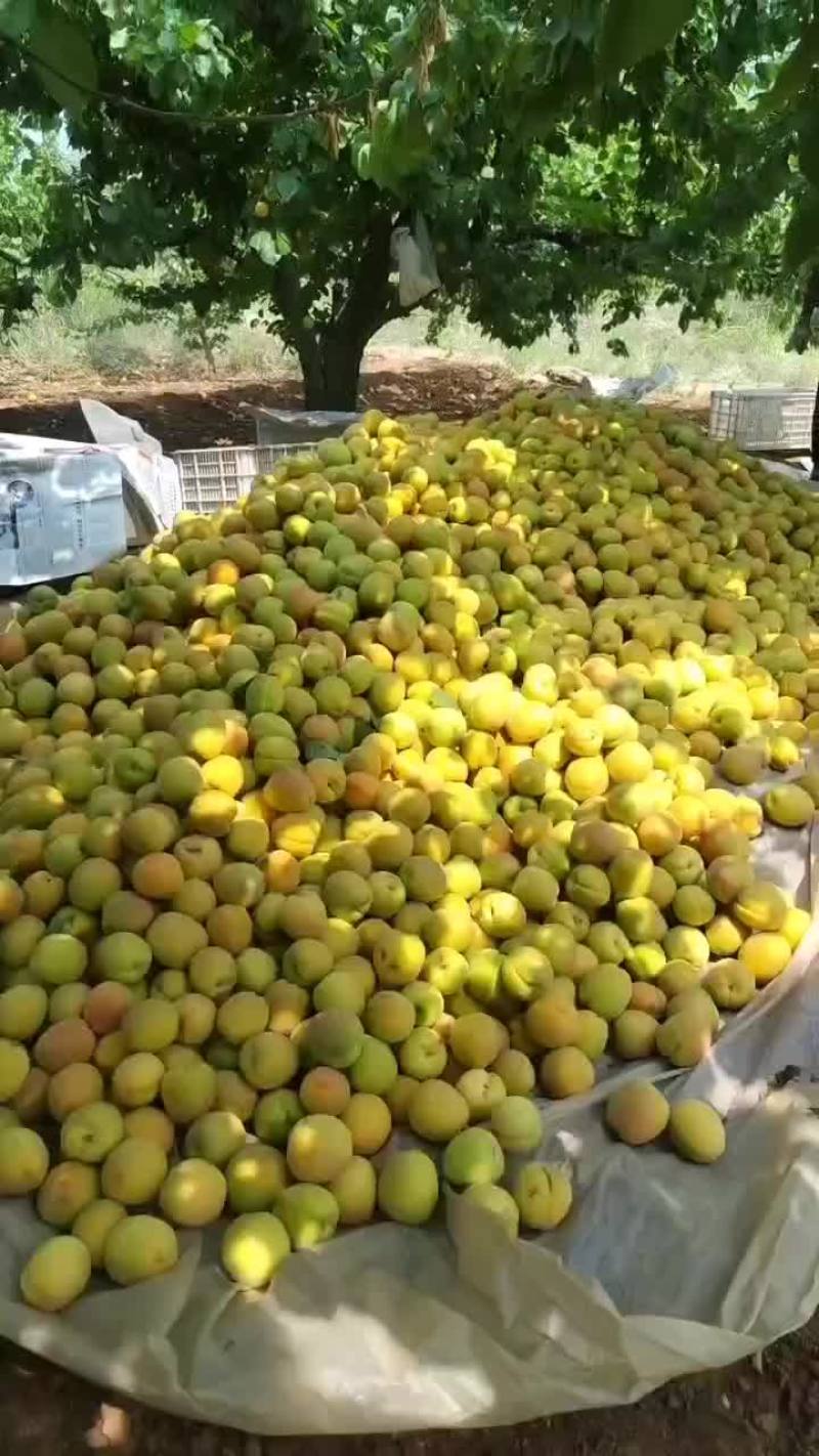 凯特杏大量供应