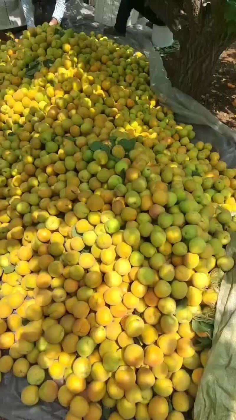 凯特杏大量供应