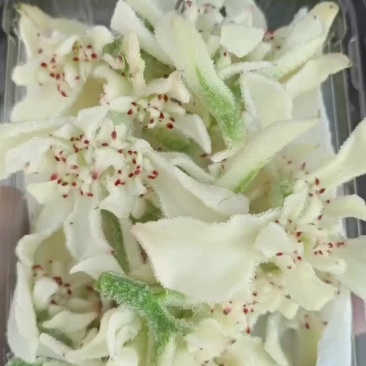 白冰草