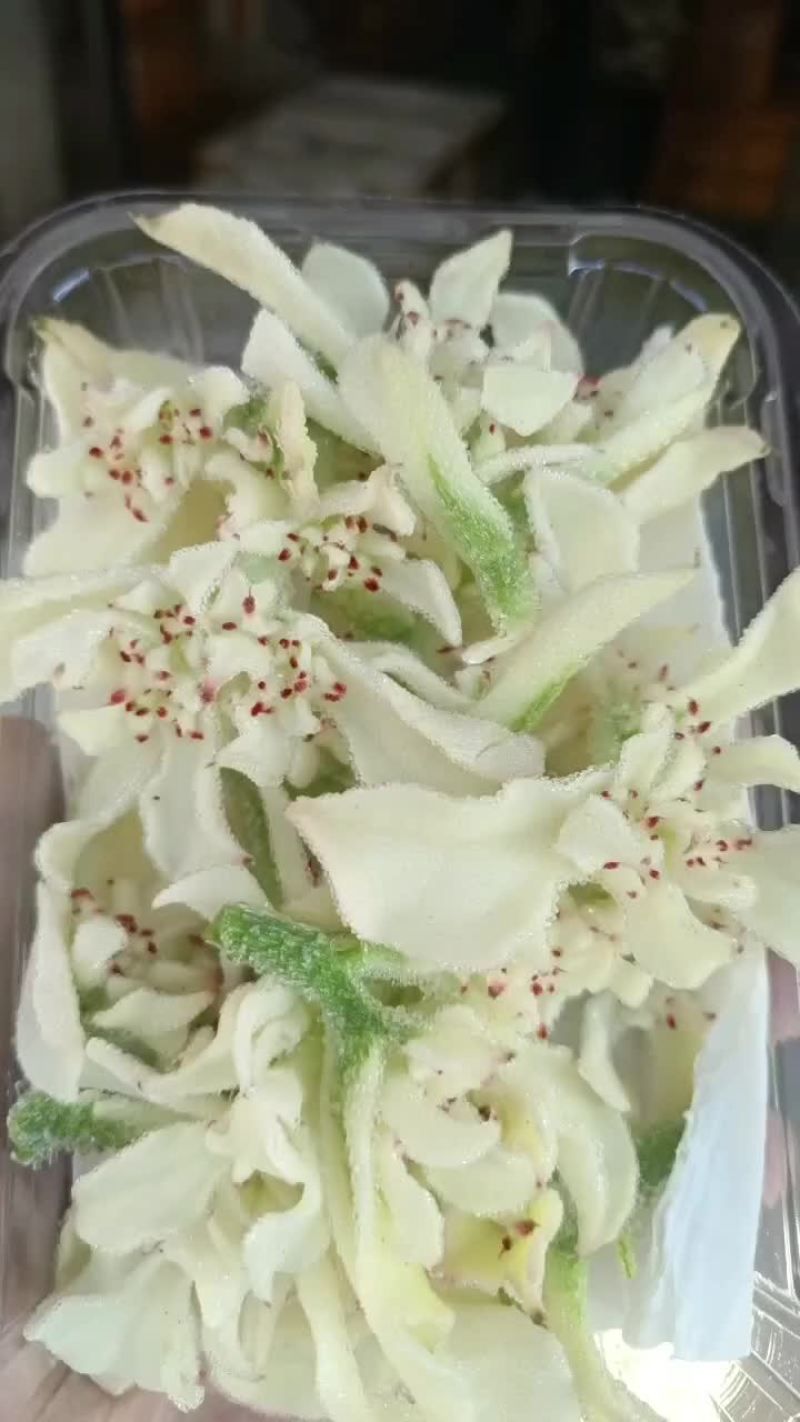 白冰草