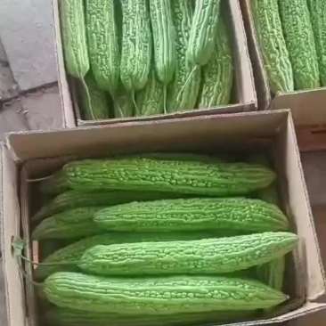苦瓜大量上市需要的老板可以联系了，平台电商超市