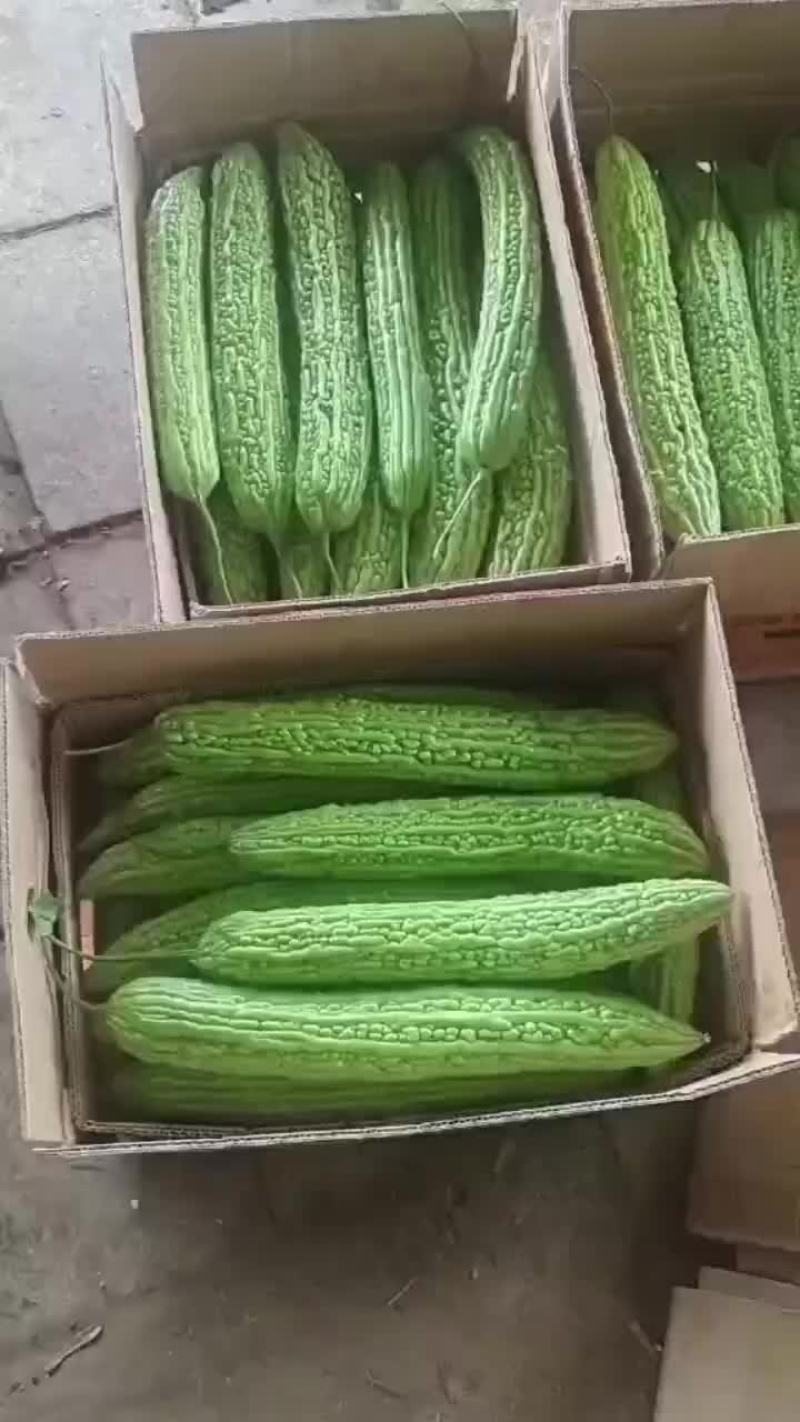 苦瓜大量上市需要的老板可以联系了，平台电商超市