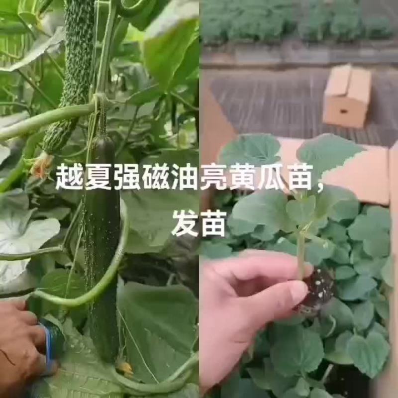 山东寿光，黄瓜苗