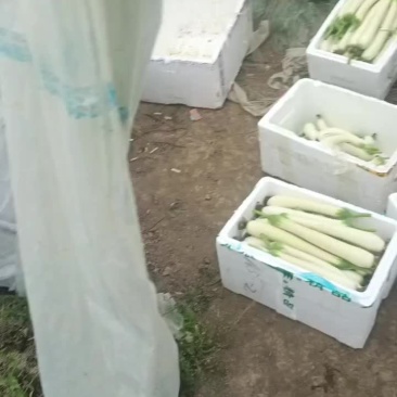 丝瓜，大棚基地