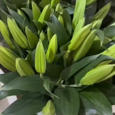 普拉芬多B56