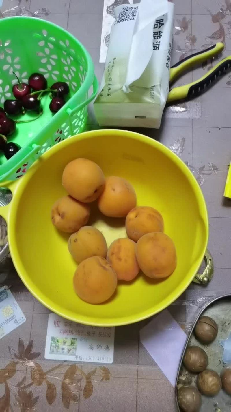 金太阳杏出售