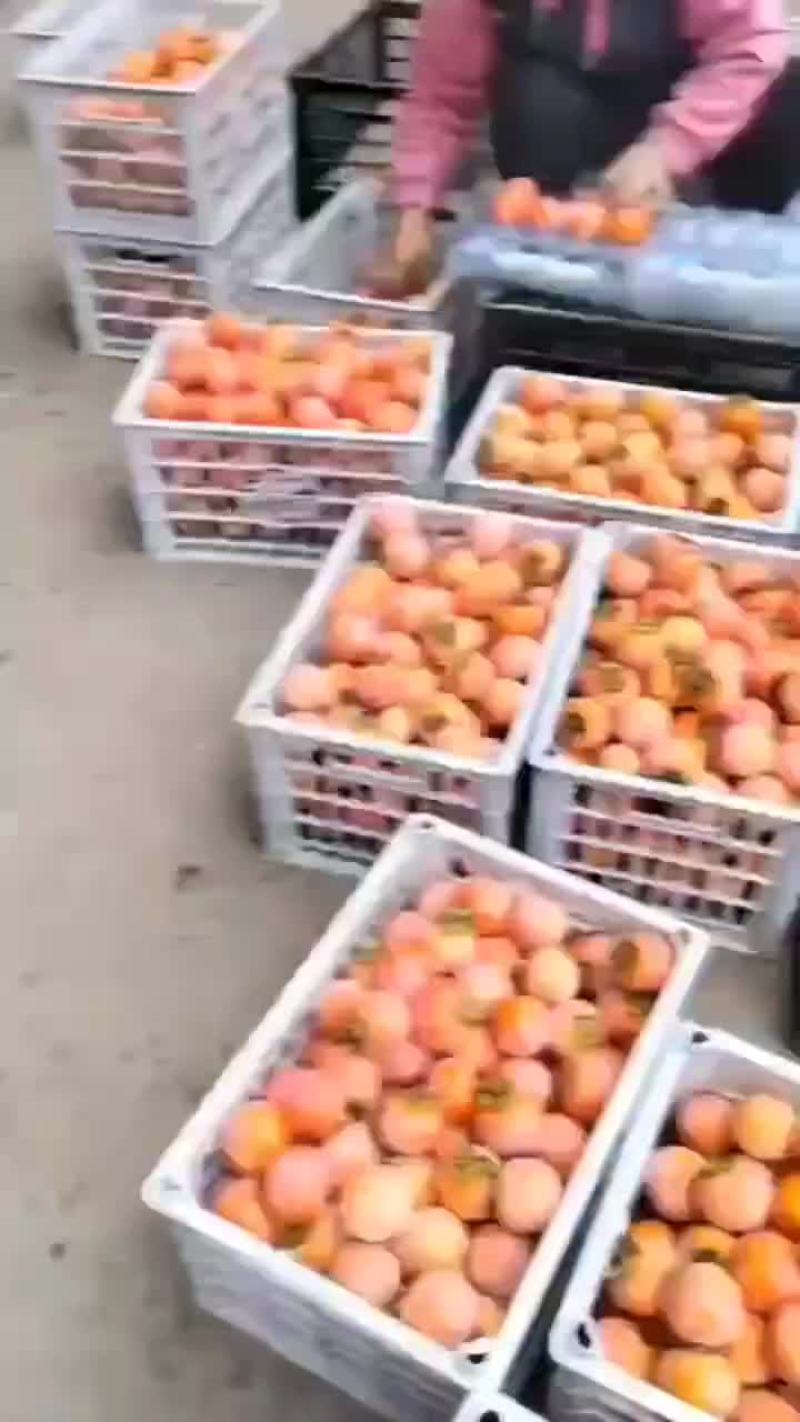 早富贵李子