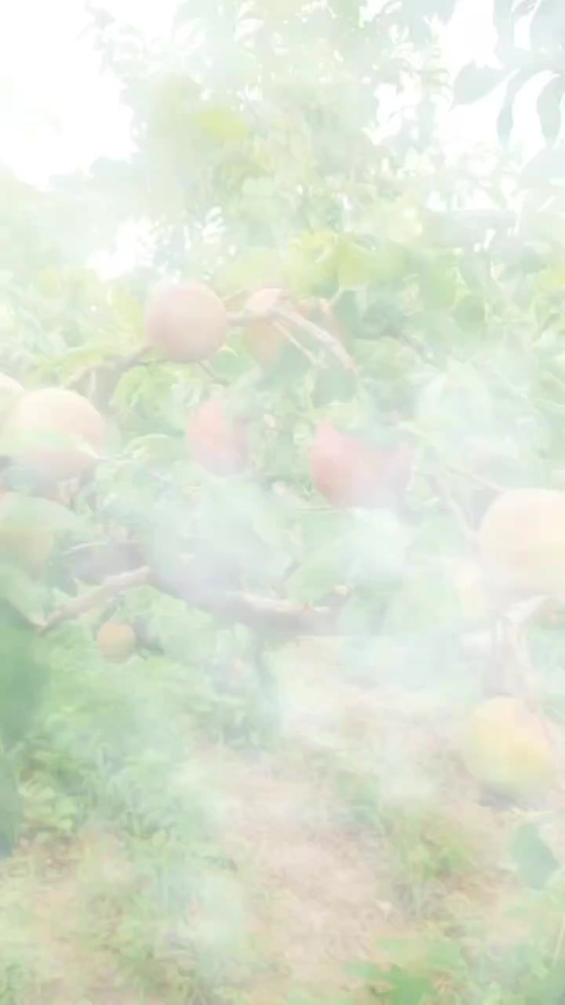 早富贵李子
