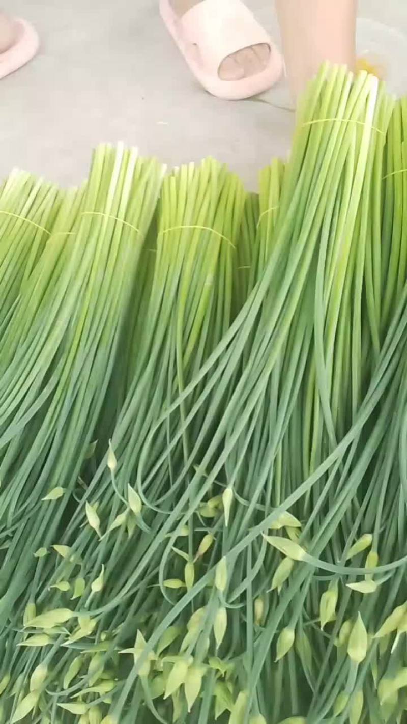 大量供应精品韭苔