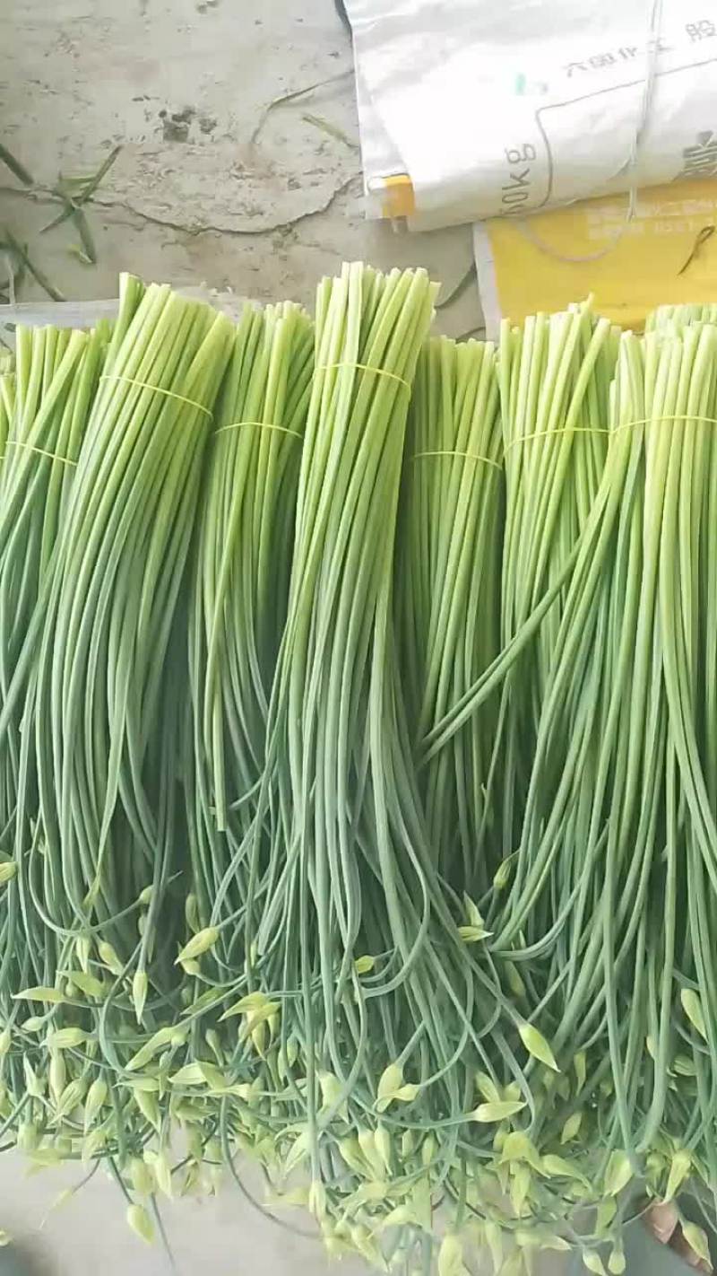 大量供应精品韭苔