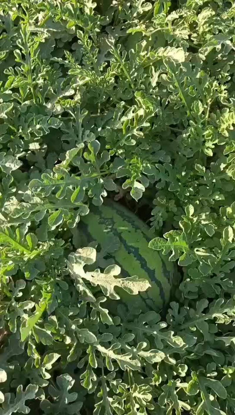 新疆吐鲁番西瓜安农2号，基地直供，货源充足，欢迎来电洽谈