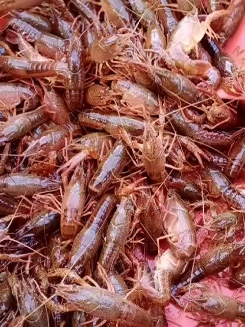 234小龙虾