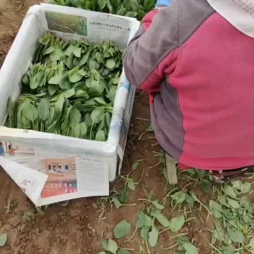 精品菠菜苗