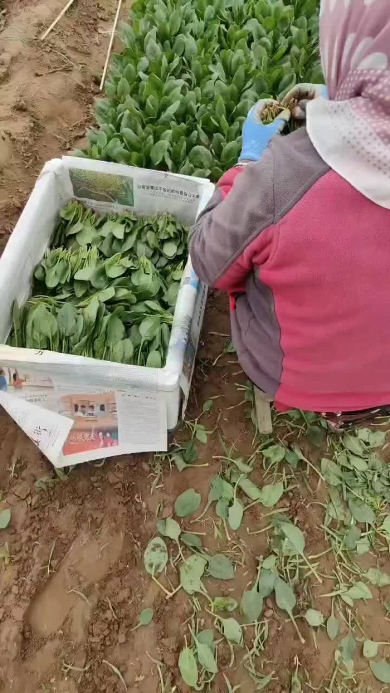 精品菠菜苗