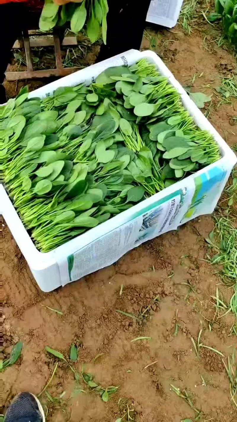 精品菠菜苗