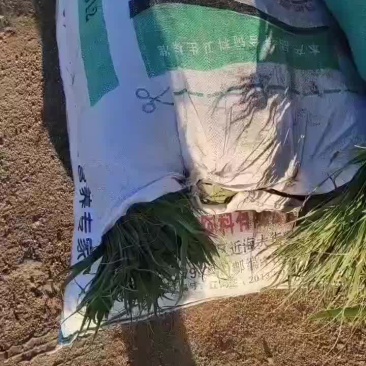 盘锦芦苇粽叶苇叶