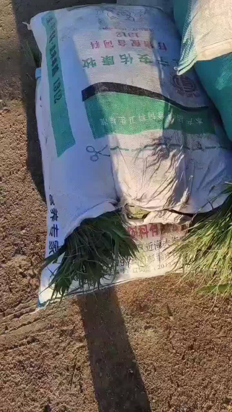 盘锦芦苇粽叶苇叶