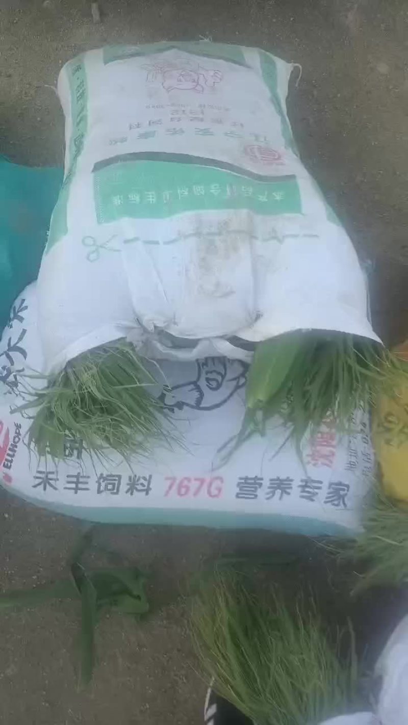 盘锦芦苇粽叶苇叶