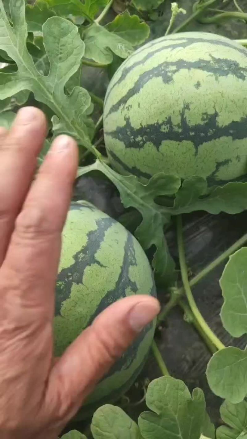 冮苏盐城无籽西瓜，量大，质量好，继续供货
