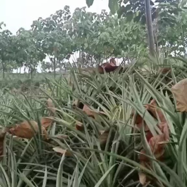西双版纳热带菠萝