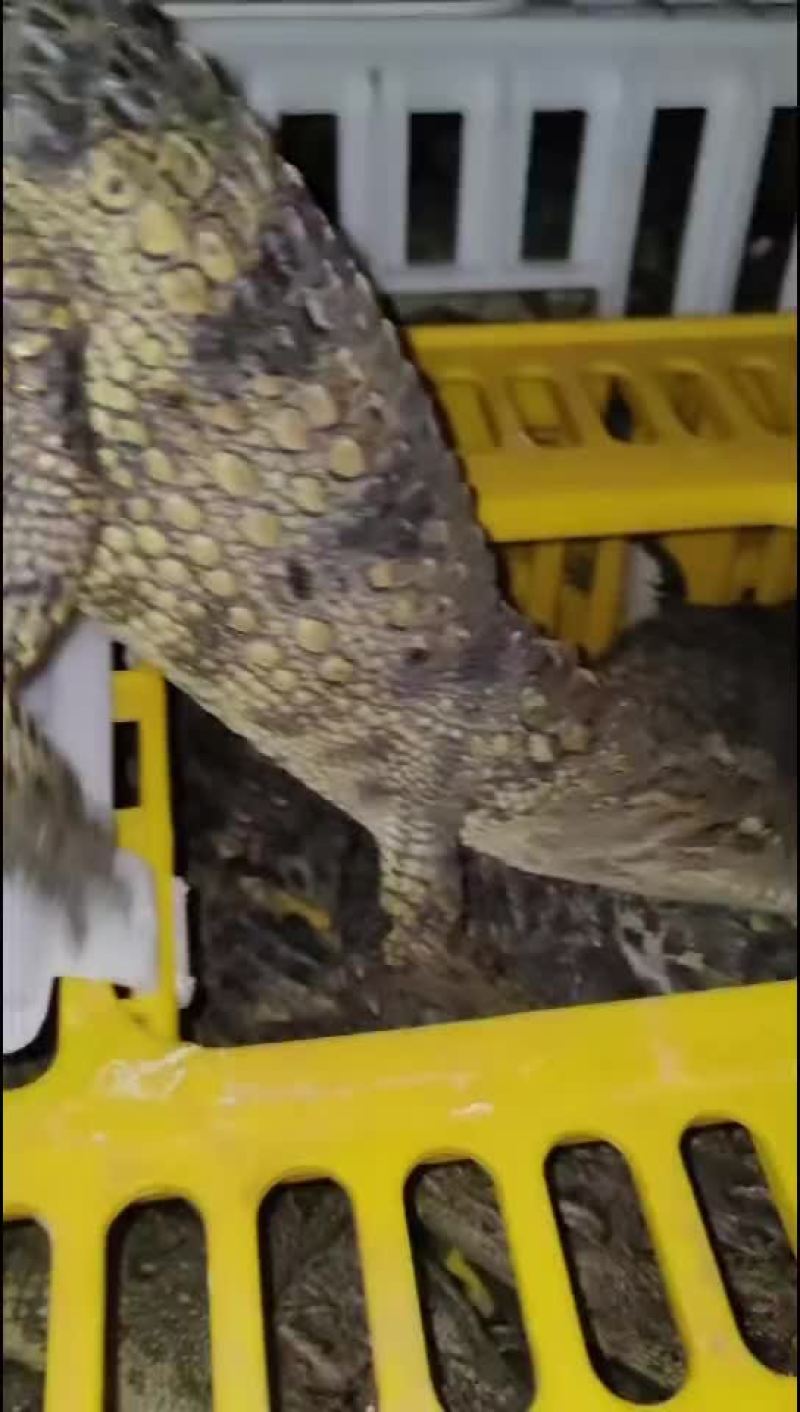一米商品鳄鱼