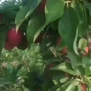 大石早生李，