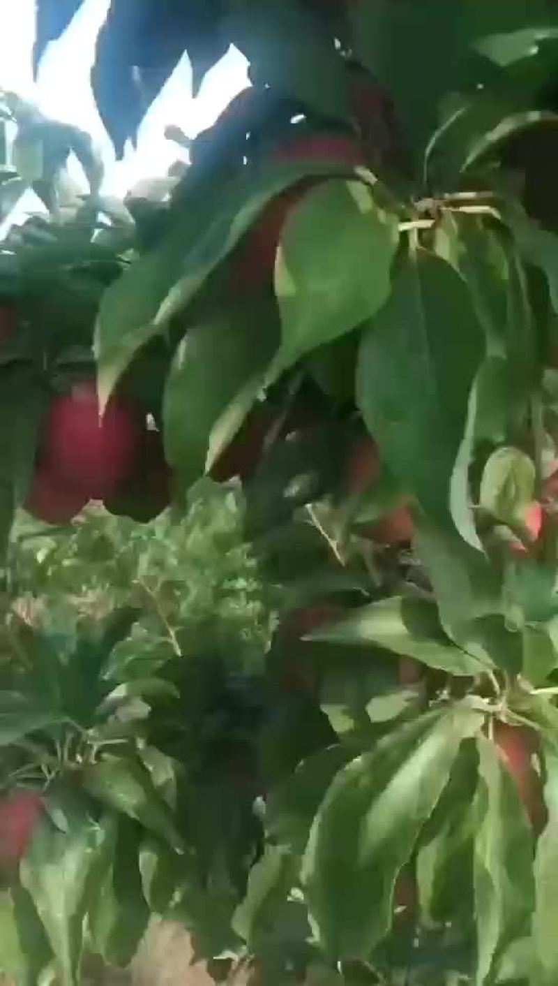 大石早生李，