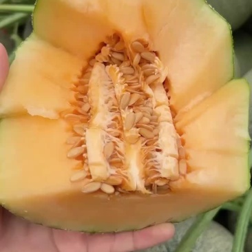 西周蜜25
