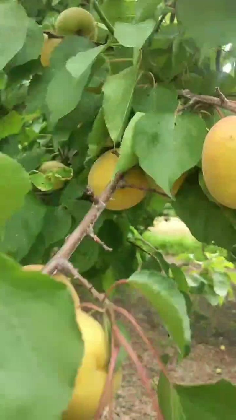 凯特杏