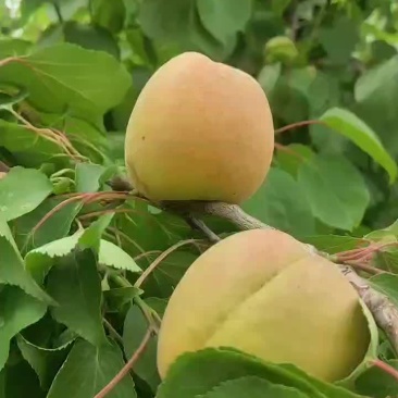 凯特杏