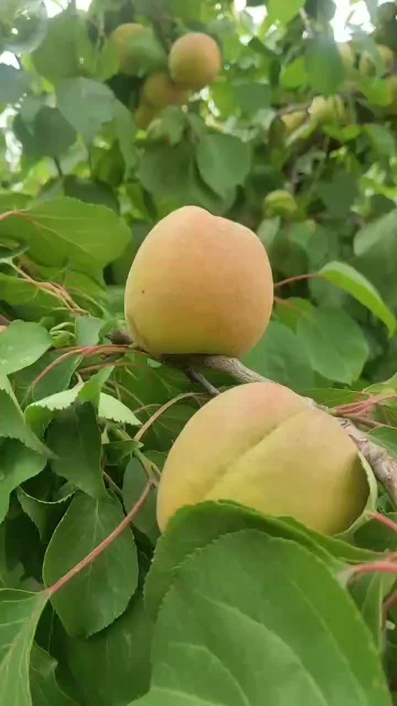 凯特杏