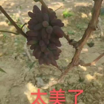 茉莉香葡萄口甜