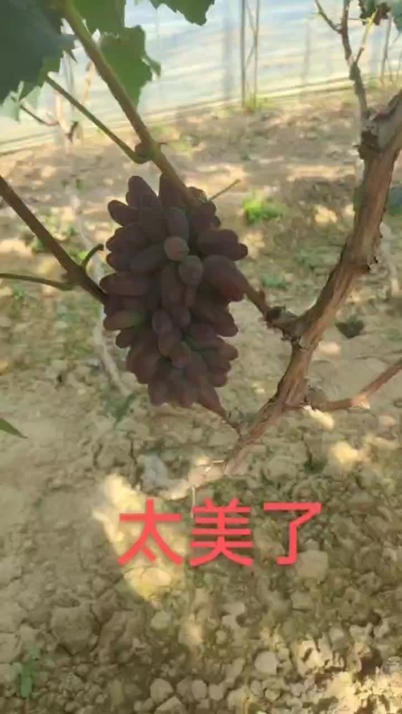 茉莉香葡萄口甜