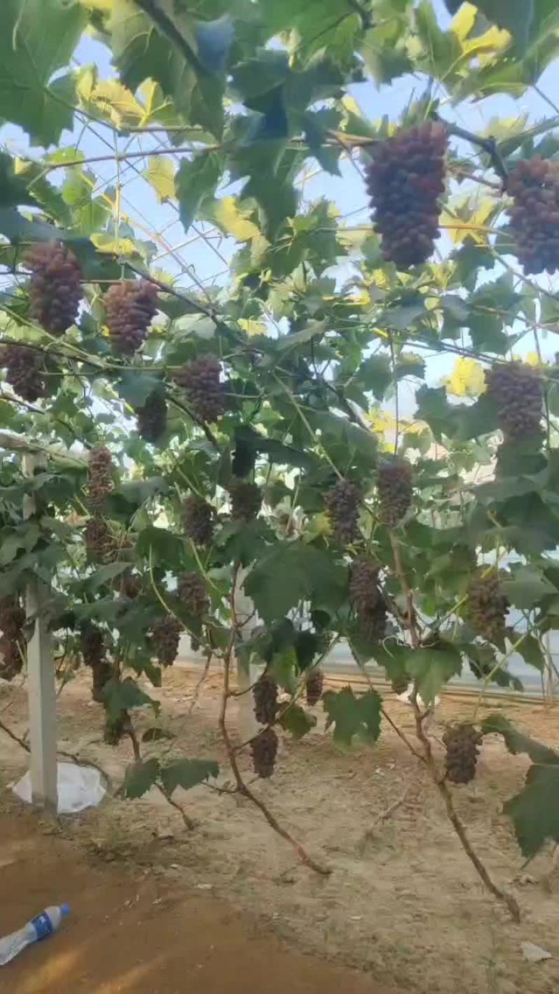 茉莉香葡萄口甜