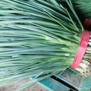 四季小葱大量现货欢迎下单