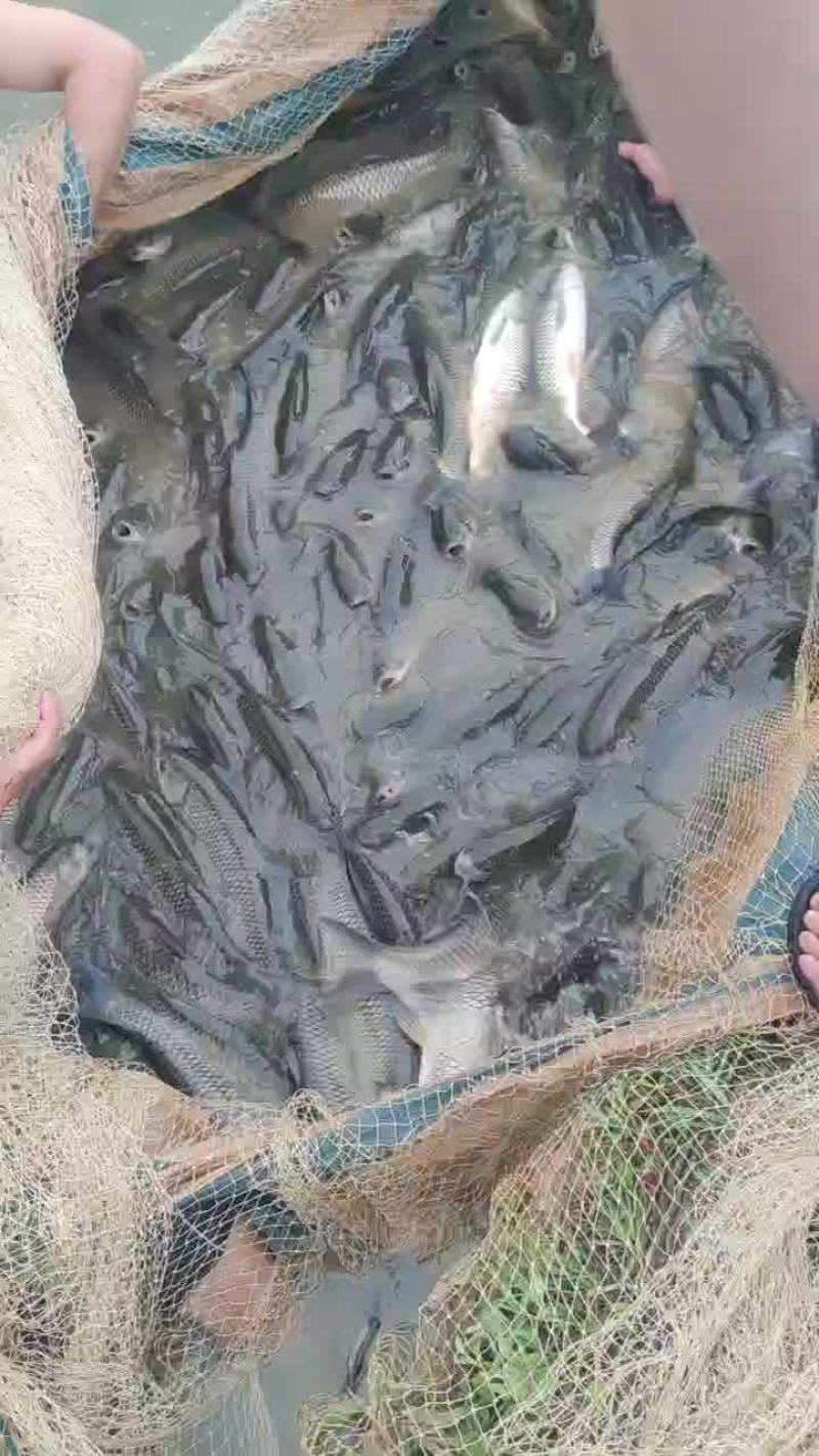 草鱼