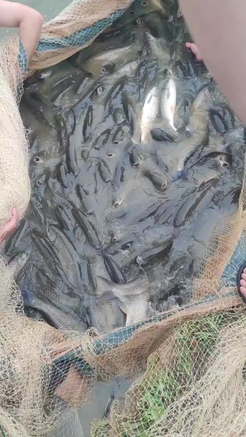 草鱼
