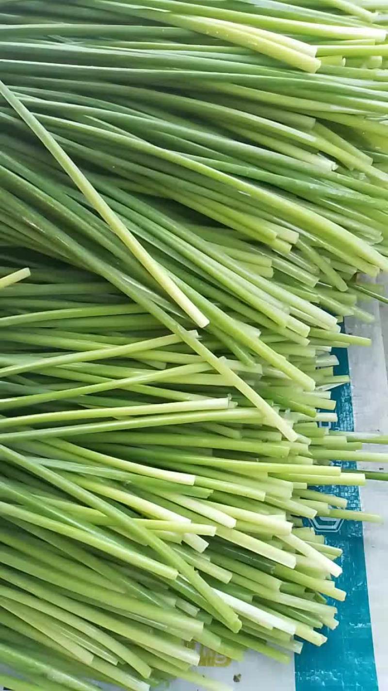 大量供应精品韭苔