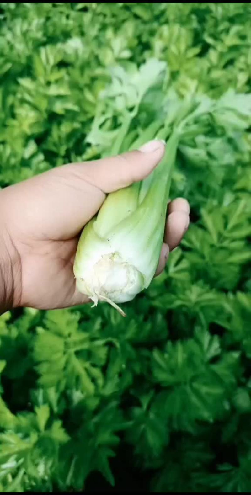 精品芹菜大量上市