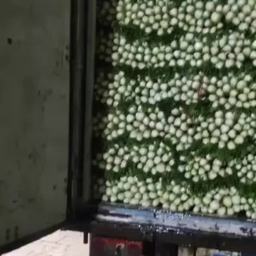精品芹菜大量上市