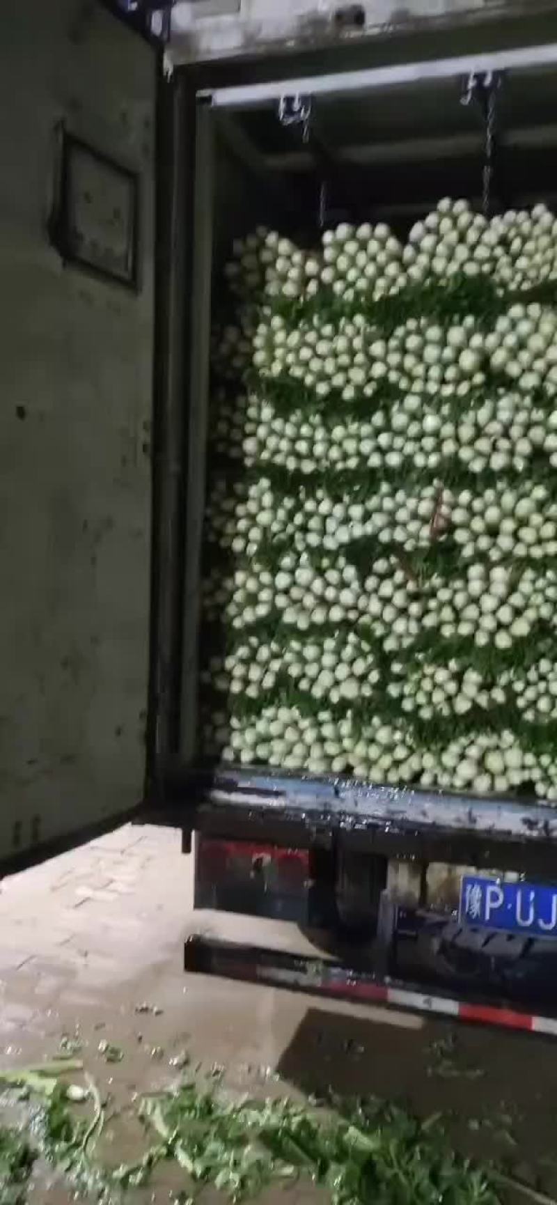 精品芹菜大量上市