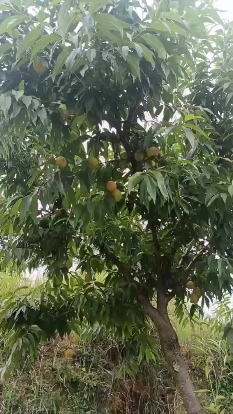 四月黄桃下树