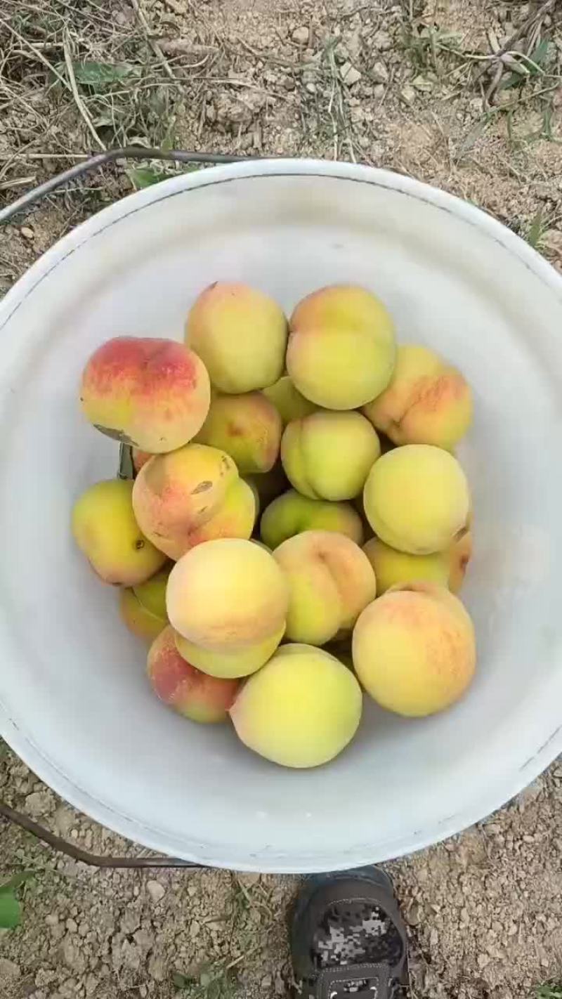 四月黄桃下树