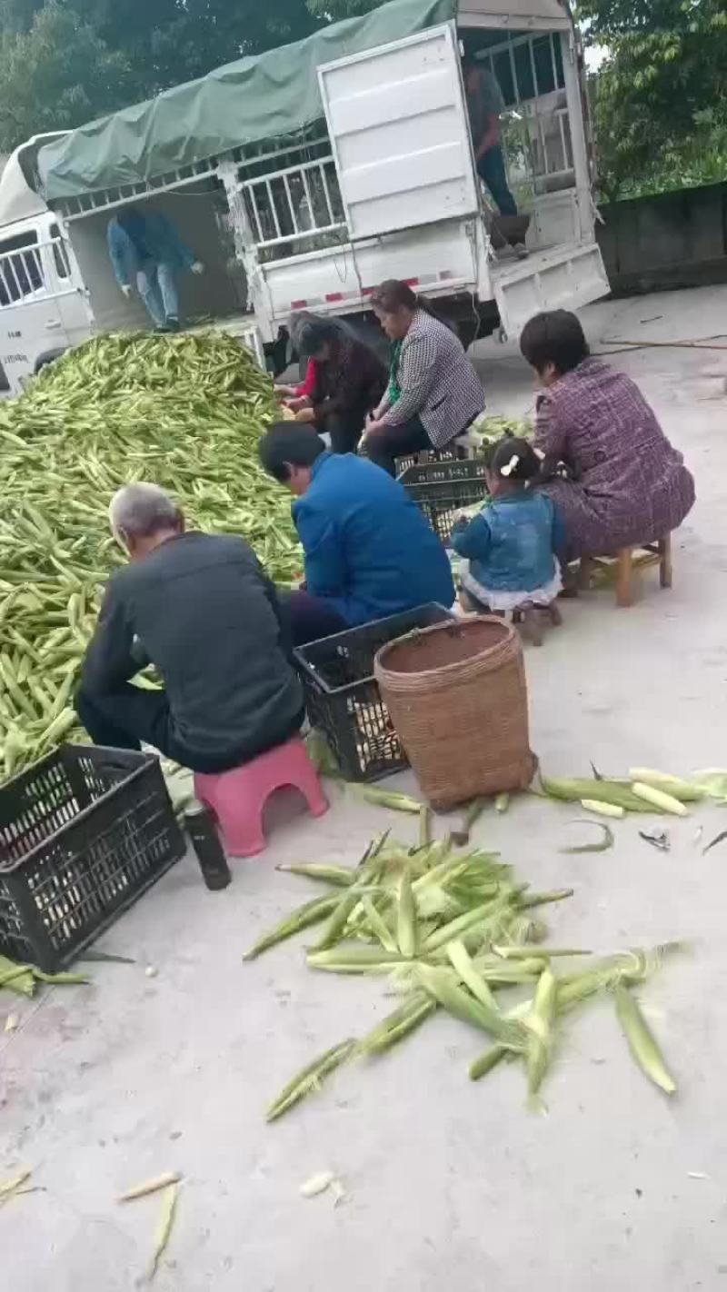 玉米笋