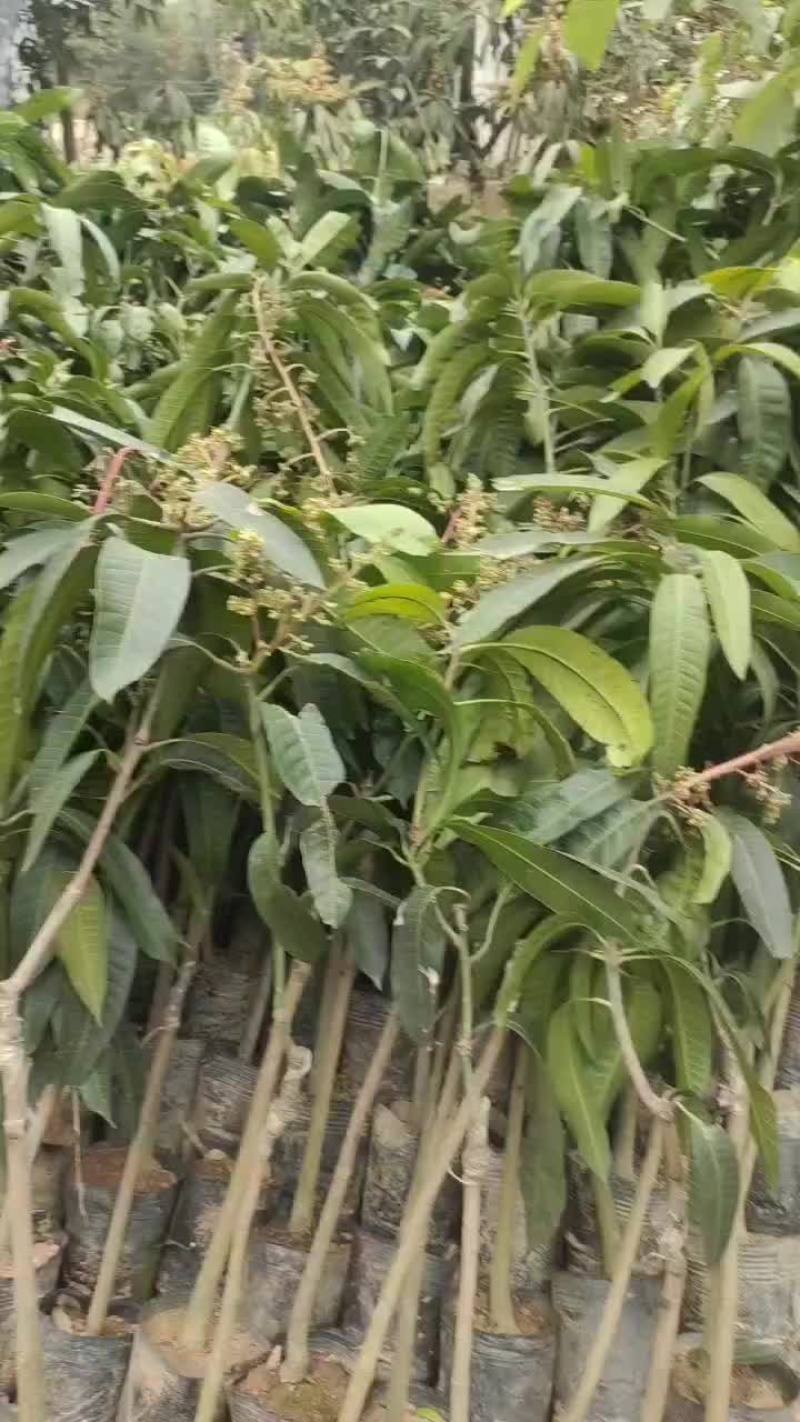 出货了，请问有需要芒果树嘛