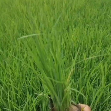 马莲
