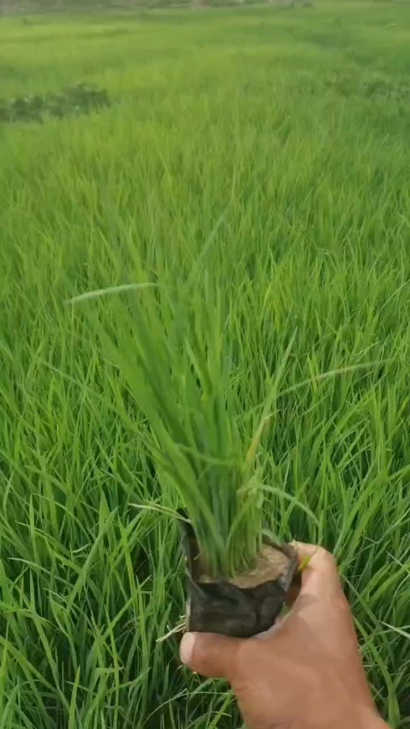 马莲